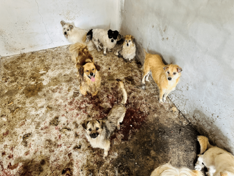 Rescataron a 19 perros que iban a ser sacrificados para el festival de Yulin en China