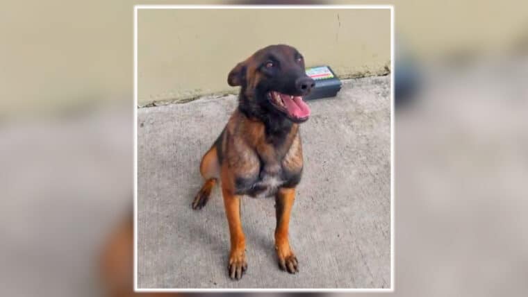 Sigue la búsqueda de Wilson: el perro rescatista que ayudó a encontrar a los niños desaparecidos en Colombia