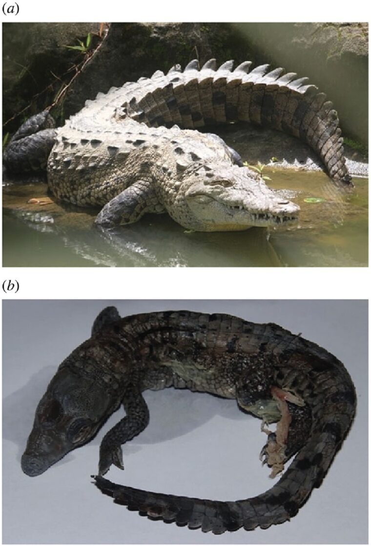 Descubrieron que un cocodrilo hembra en Costa Rica pudo embarazarse sin tener contacto con un macho