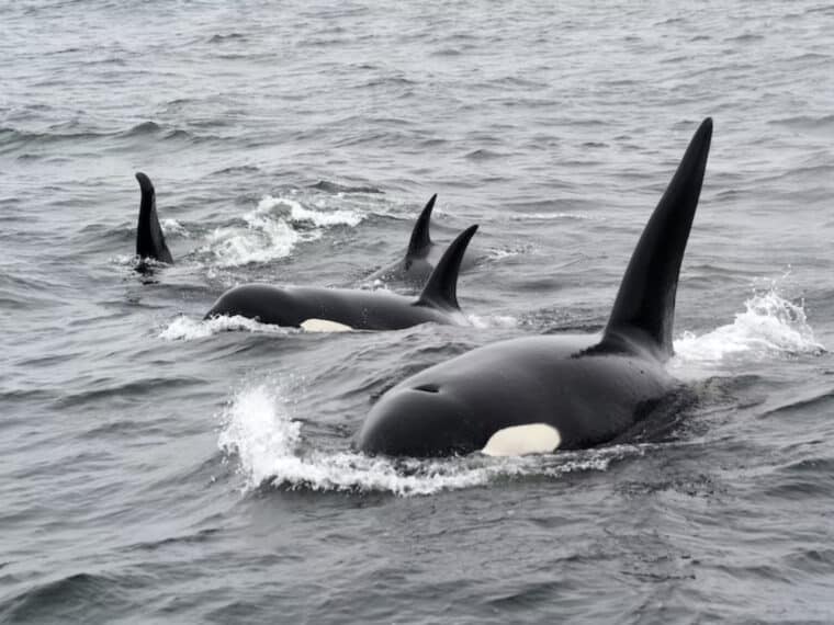 ¿Quién es la orca Gladis y por qué causa preocupación en el Estrecho de Gibraltar?