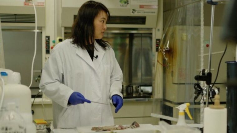 Taráchine, las mujeres de Fukushima que controlan la radiación en los alimentos y aún temen al "enemigo invisible"