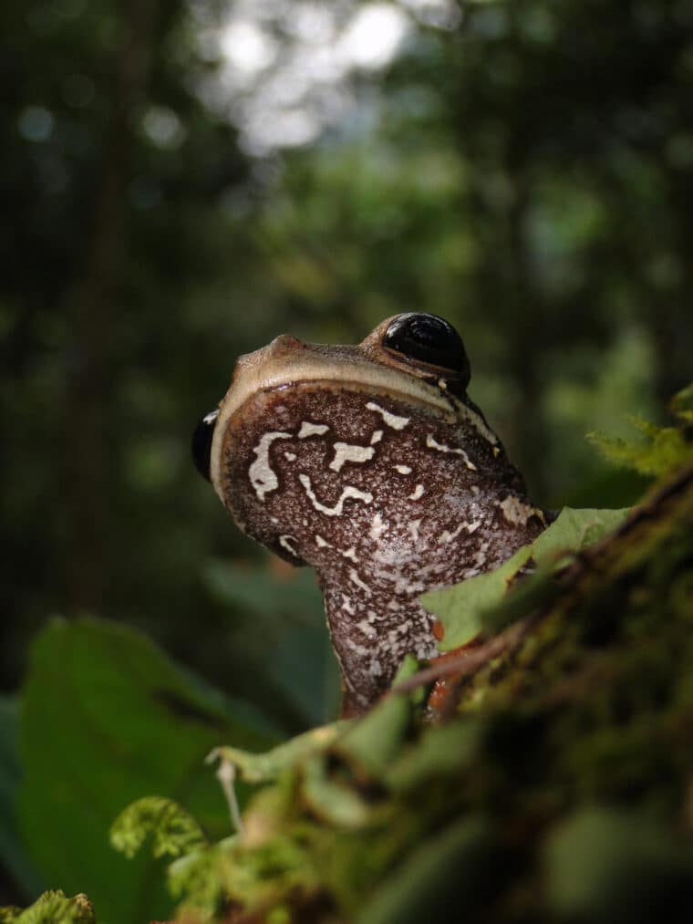 Descubrieron una nueva especie de rana en la selva alta de Perú