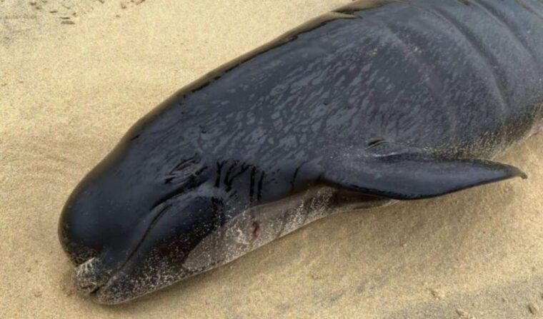 ¿Qué causó la muerte de las más de 50 ballenas halladas en una playa de Escocia?