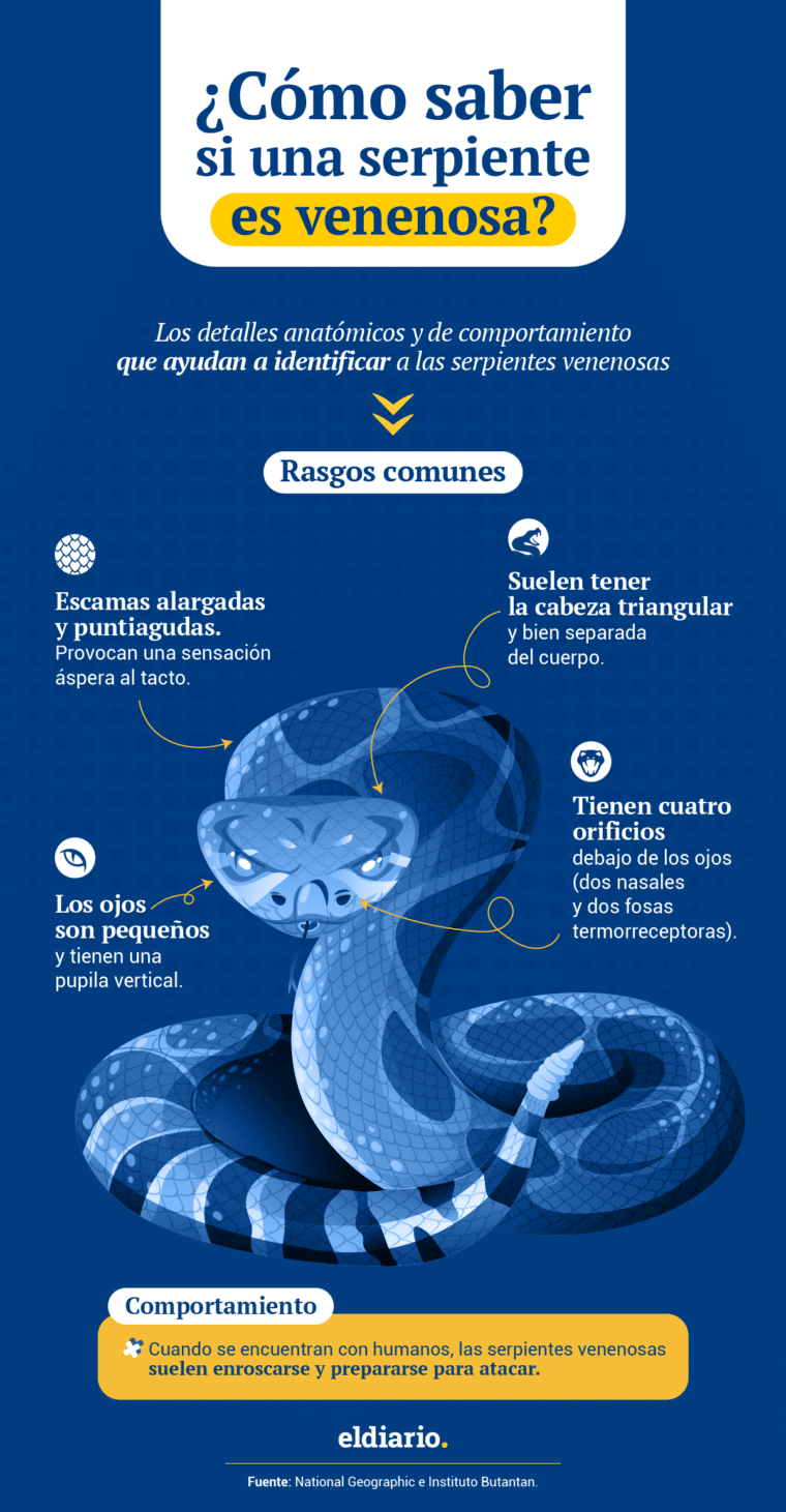 Día Mundial de las Serpientes: ¿cuáles son las especies que existen en Venezuela?