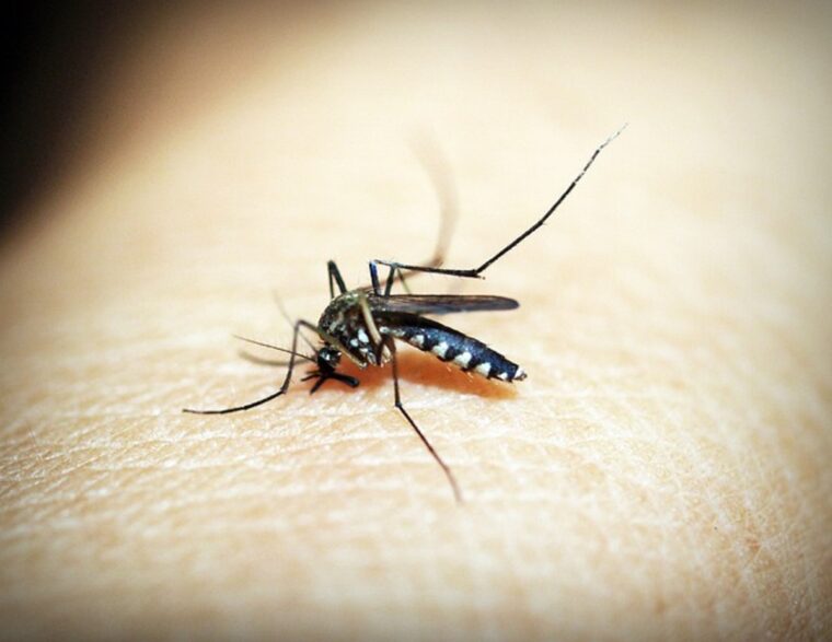 OMS advirtió sobre un posible brote de dengue en Europa luego de ola de calor