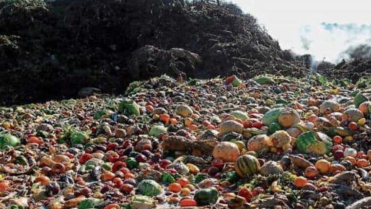FAO: se pierden 400 millardos de dólares se pierden anualmente por desperdicios de alimentos