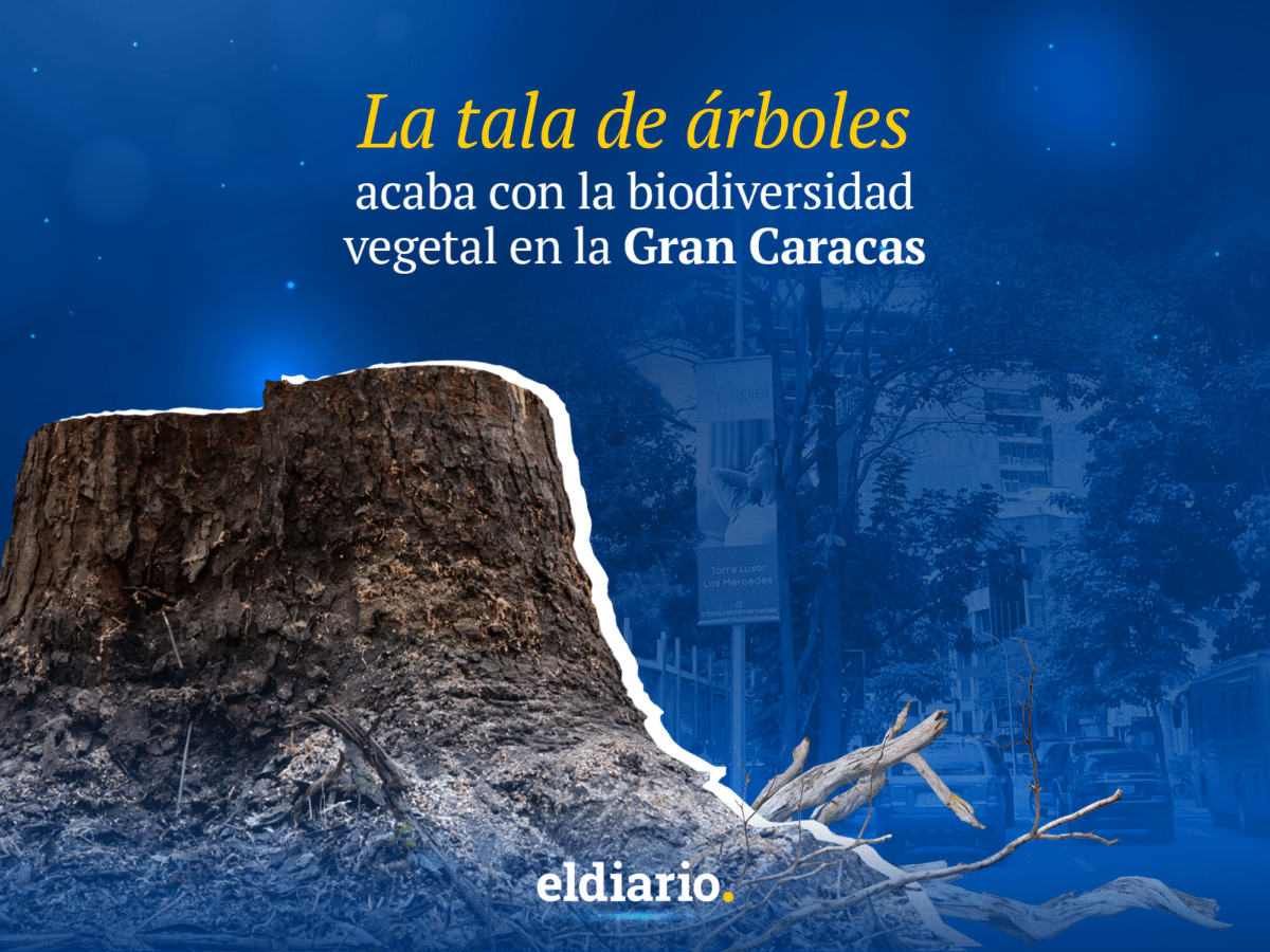 Tala de árboles: fin de la biodiversidad vegetal en la Gran Caracas