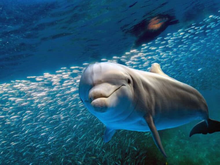 Cuáles son las consecuencias de mantener delfines en cautiverio