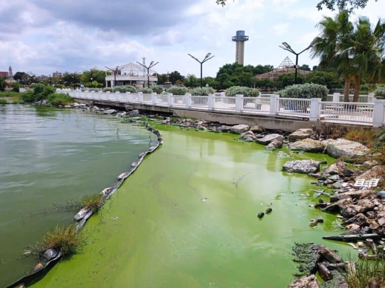 Denunciaron la presencia de la bacteria microcystis en el lago de Maracaibo