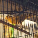 CICPC detuvo a un hombre por tráfico ilícito de aves en Caracas