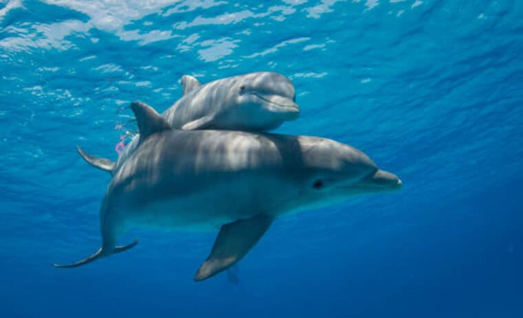 Cuáles son las consecuencias de mantener delfines en cautiverio
