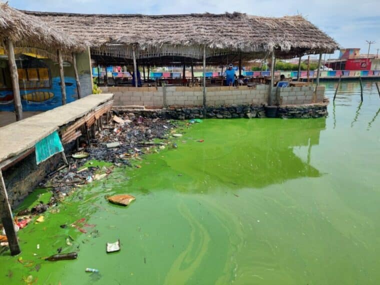 Denunciaron la presencia de la bacteria microcystis en el lago de Maracaibo