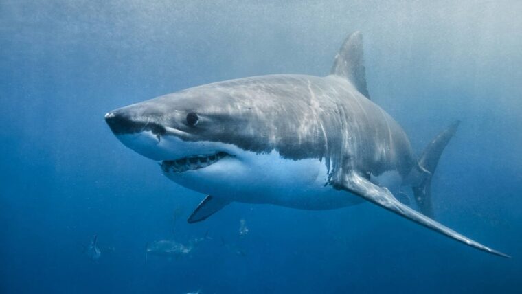 El MP ordenó privativa de libertad contra pescador por traficar con aletas de tiburón
