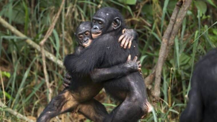 Cómo los animales tienen "amistades" sorprendentemente parecidas a las de los humanos