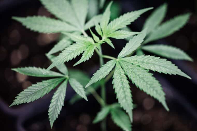 Alemania aprobó proyecto de ley que permite la legalización controlada del consumo de cannabis