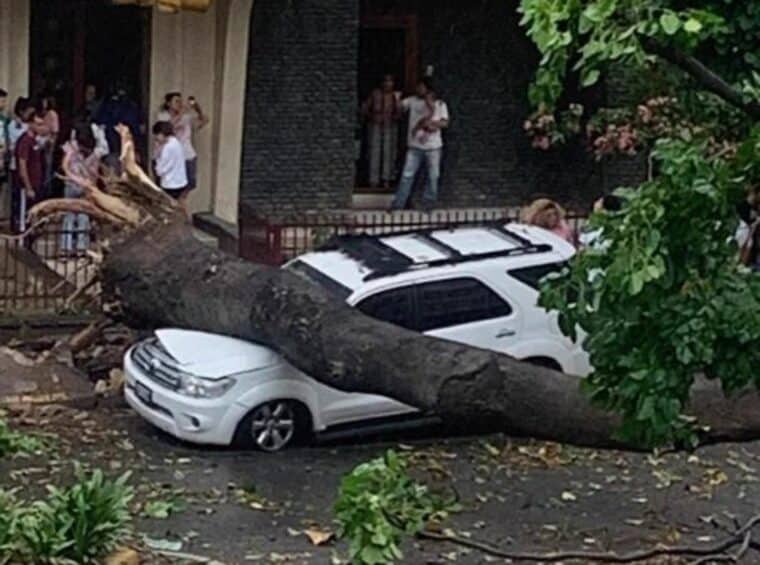 En imágenes: reportan árboles caídos en varias zonas de Caracas por lluvias y ventarrones