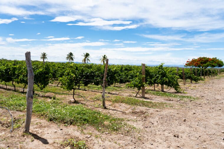 Carora, la ciudad que cobija un proyecto exitoso de vinos en Venezuela 
