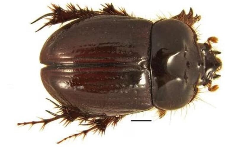 Hallaron una nueva especie de escarabajo en Colombia