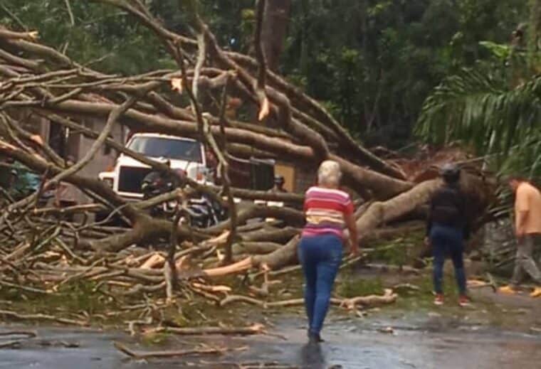Se reportaron anegaciones y árboles caídos en varias zonas del Distrito Capital y Miranda