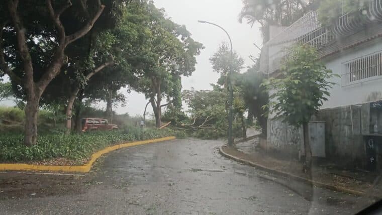 Reportaron árboles caídos en varias zonas de Caracas por ventarrones