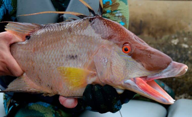 Descubrieron un pez que cambia de color como mecanismo de defensa