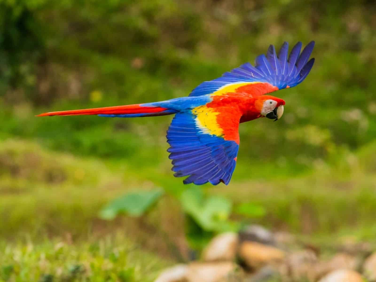 Recuperaron más de 370 aves de una red de tráfico de fauna silvestre en Lara