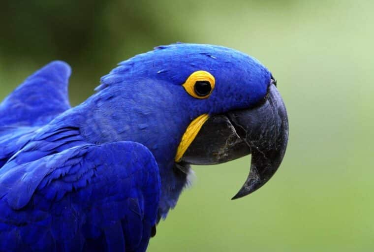 Por qué los ojos azules no son realmente azules
