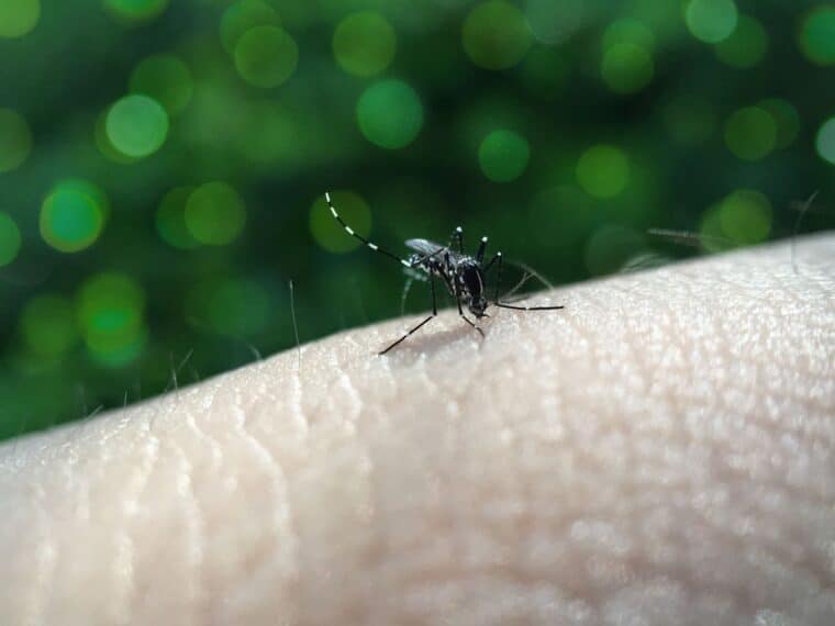 Monitor Salud registró un aumento de casos de dengue en Caracas