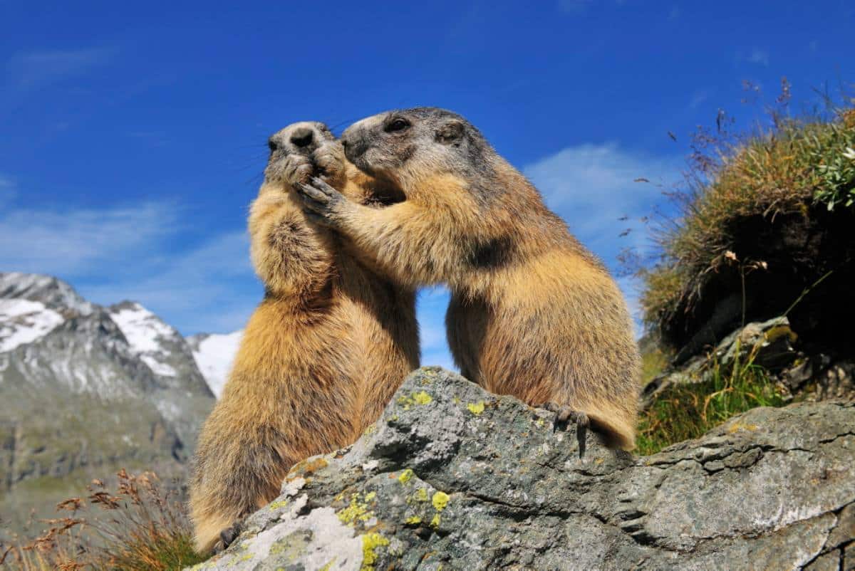 Cómo los animales tienen "amistades" sorprendentemente parecidas a las de los humanos