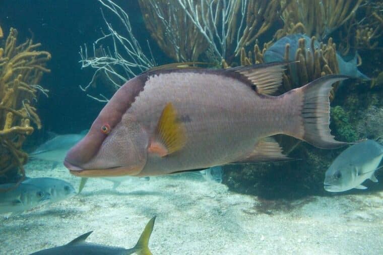 Descubrieron un pez que cambia de color como mecanismo de defensa