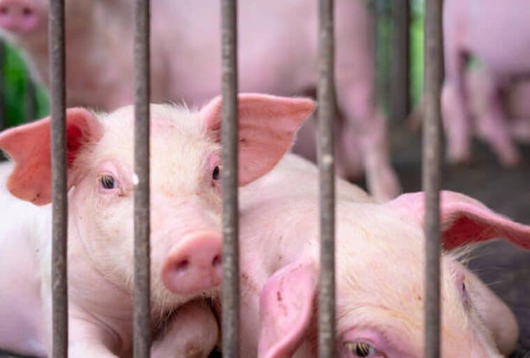 Estados Unidos confirmó el primer caso de gripe porcina en el año