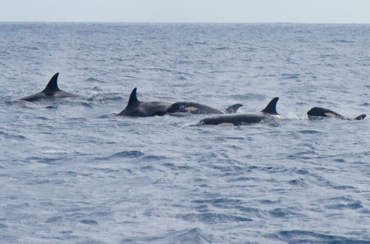 Lo que debes saber sobre los recientes ataques de orcas