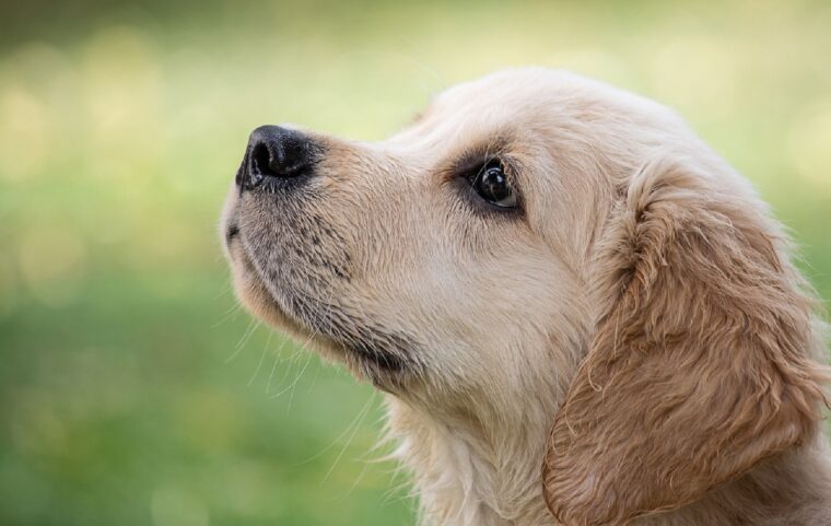 Veterinario explica por qué para los perros no todas las caricias son iguales