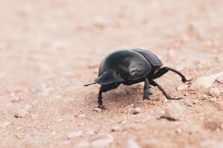 Hallaron una nueva especie de escarabajo en Colombia
