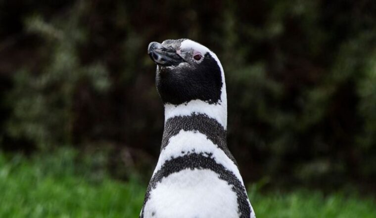 "¿Si los pingüinos están adaptados al frío, por qué mueren de hipotermia?"