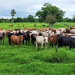 ¿En qué consiste el nuevo permiso sanitario que podría afectar a pequeños y medianos productores?