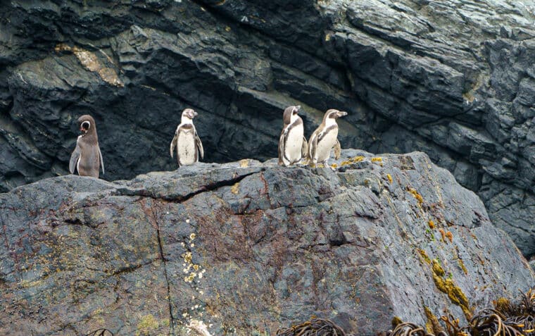 Crearon un plan para salvar de la extinción al pingüino de Humboldt en Chile