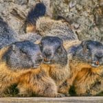 Un adolescente murió por peste bubónica en Mongolia tras ingerir carne de marmota