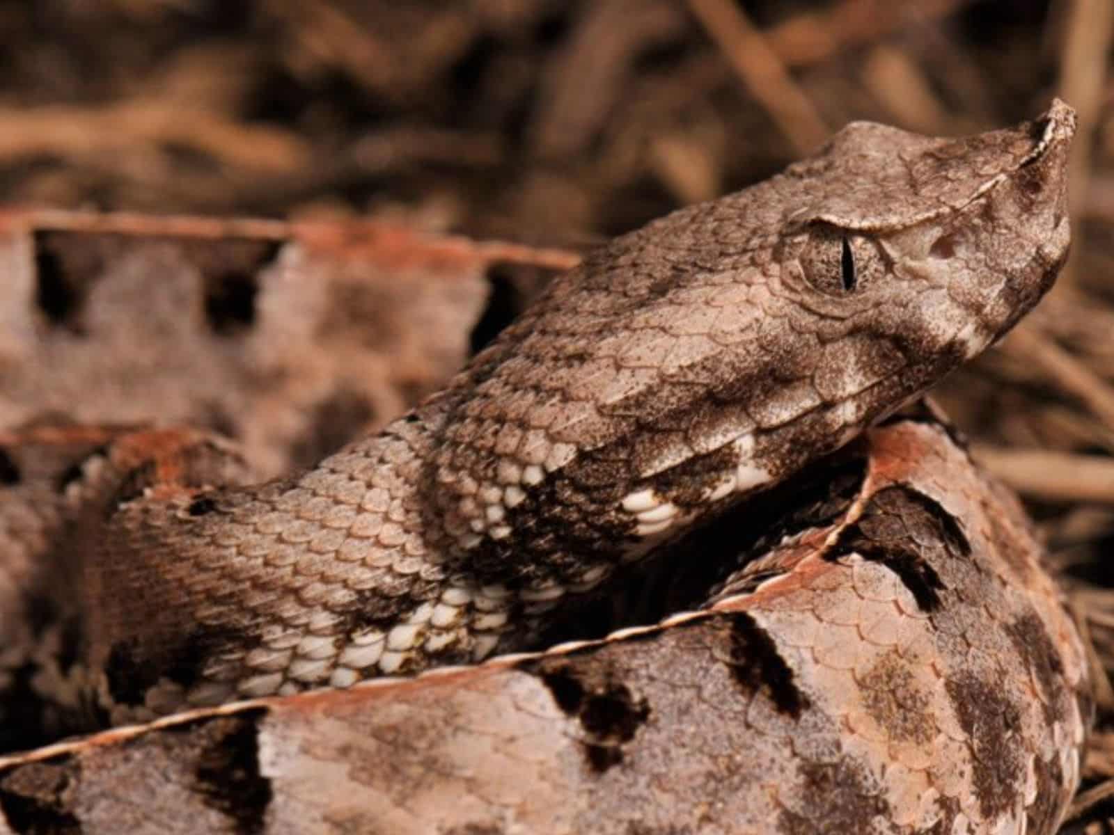 Un hombre murió por una picadura de serpiente en Petare