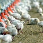 Un estudio planteó la edición genética para crear pollos resistentes a la gripe aviar 