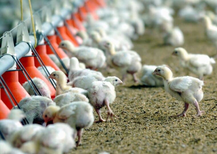 Un estudio planteó la edición genética para crear pollos resistentes a la gripe aviar 