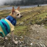 Parcero, el guía turístico canino que comparte en redes sus aventuras en Venezuela y Colombia