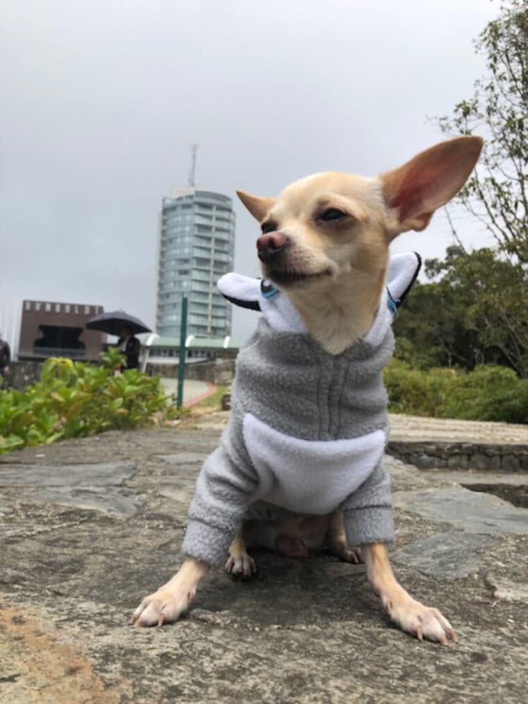 Parcero, el guía turístico canino que comparte en redes sociales sus aventuras en Venezuela y Colombia