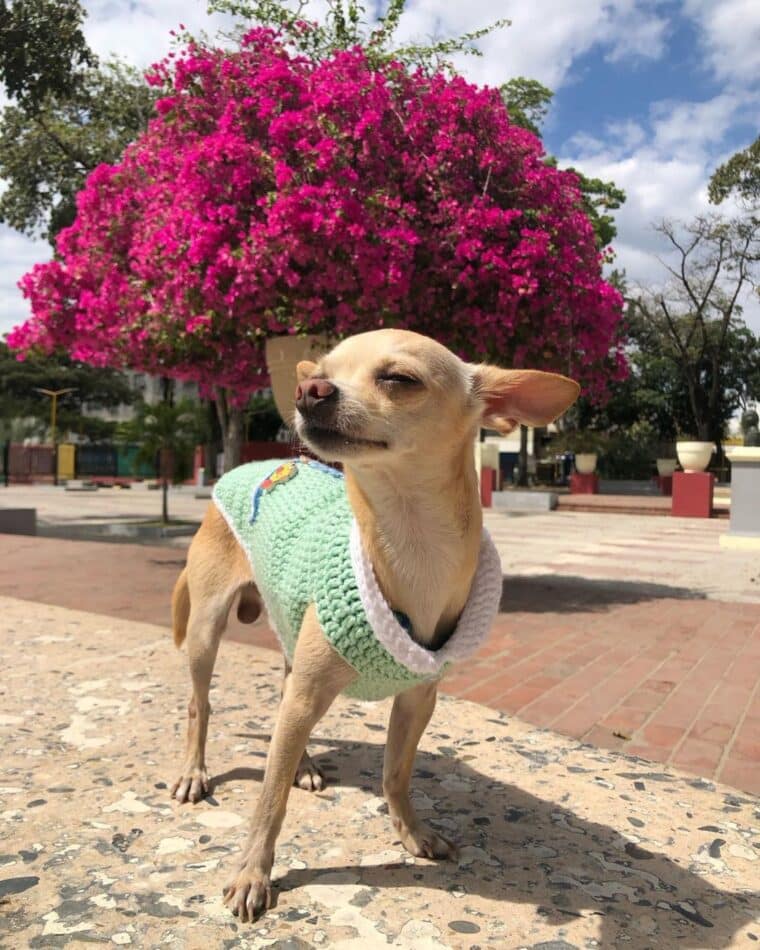 Parcero, el guía turístico canino que comparte en redes sociales sus aventuras en Venezuela y Colombia