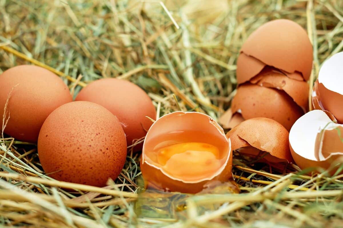 Mitos y realidades sobre el consumo de huevos 