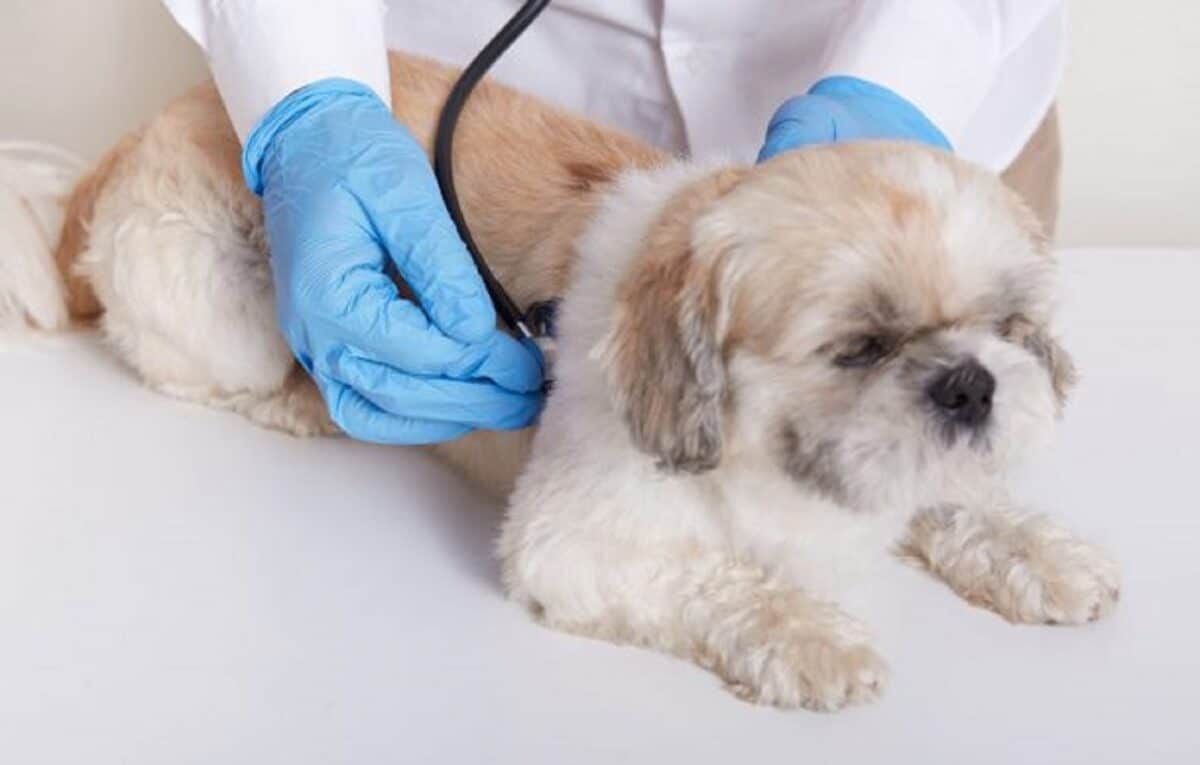 Qué es el colapso traqueal canino: una condición que afecta a los perros de raza pequeña
