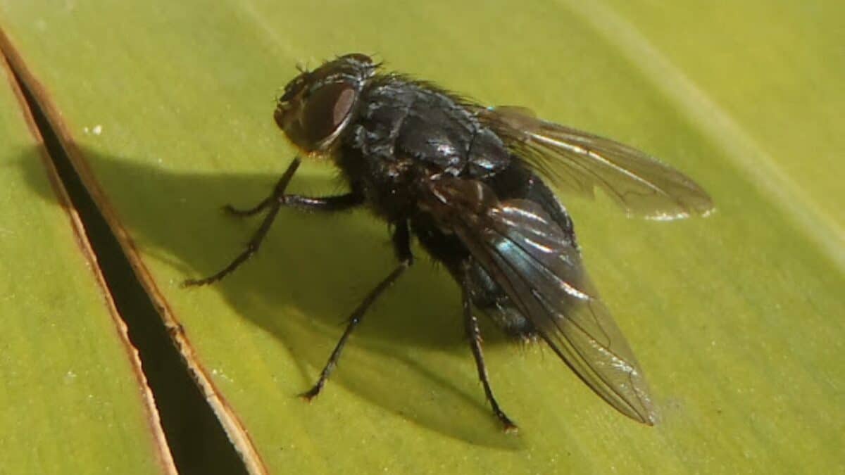 Descubrieron una nueva especie de mosca negra en España