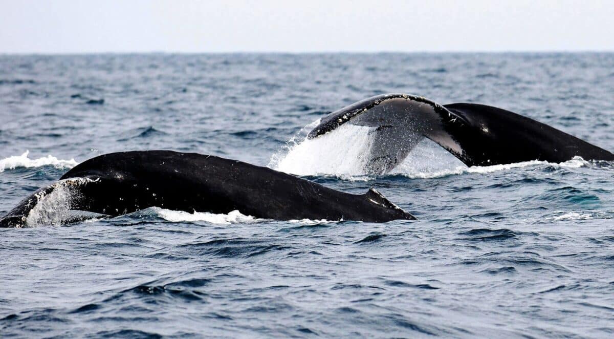 Elaboran el primer "atlas de ballenas" para reducir los choques con los buques
