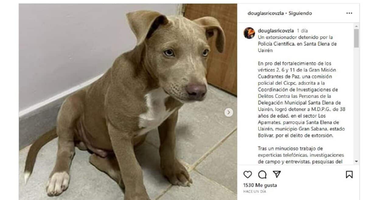 Capturaron a un hombre que secuestraba perros en Santa Elena de Uairén