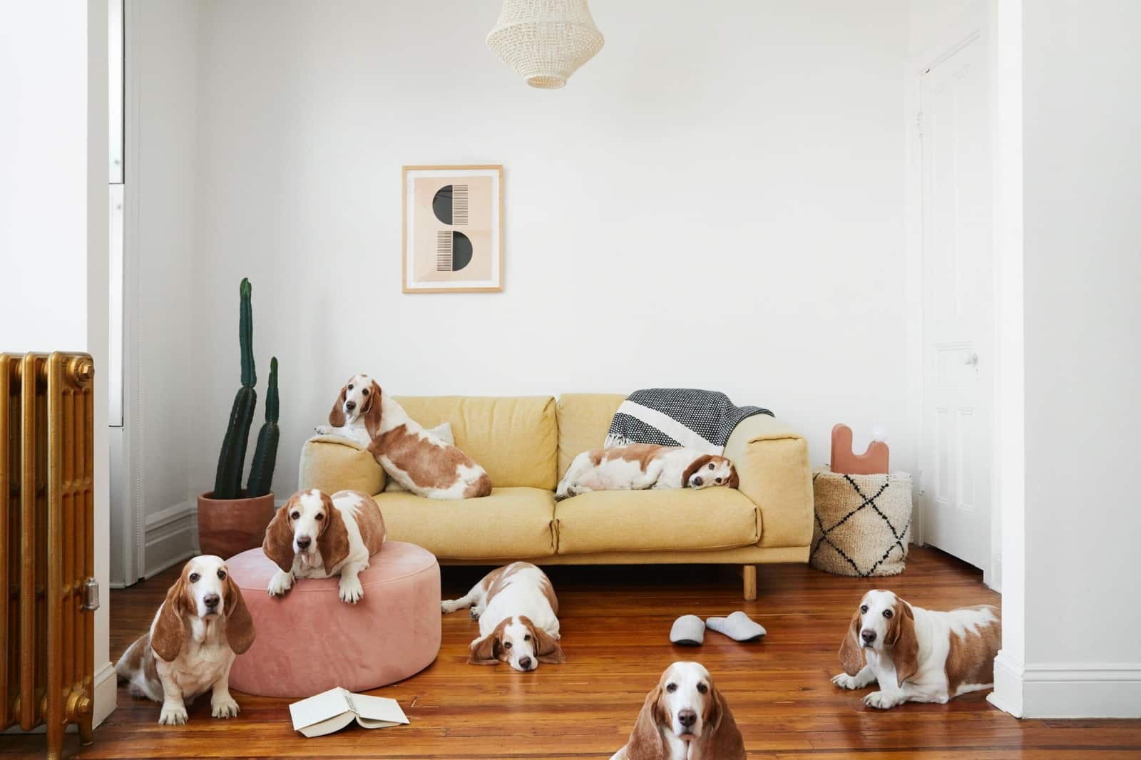 Cómo los perros nos ayudan a tener vidas más largas y saludables